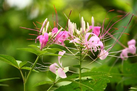 Goa Flowers - Download Goa Photos